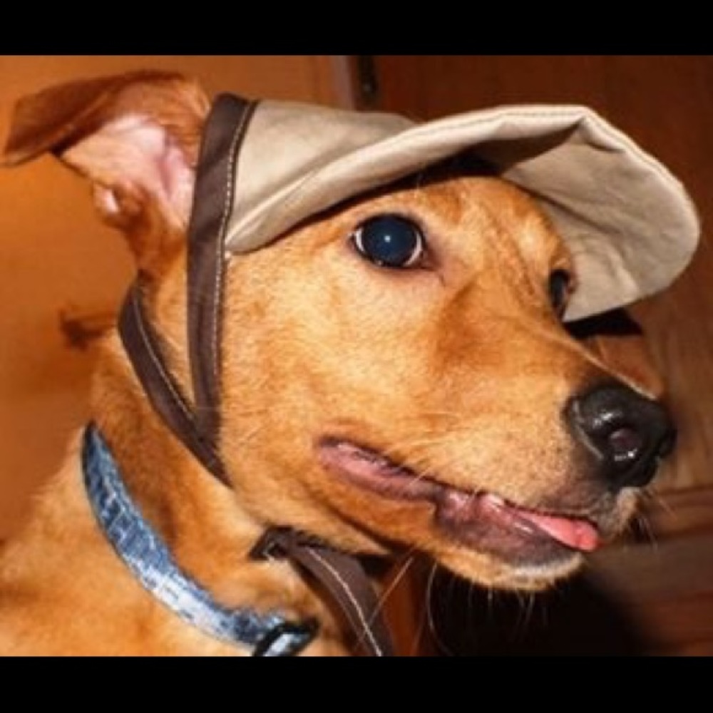 Pet caps and clothing